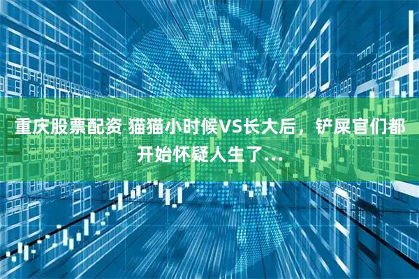 重庆股票配资 猫猫小时候VS长大后，铲屎官们都开始怀疑人生了…